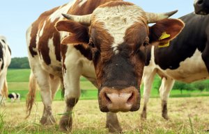 Stier in Ierland